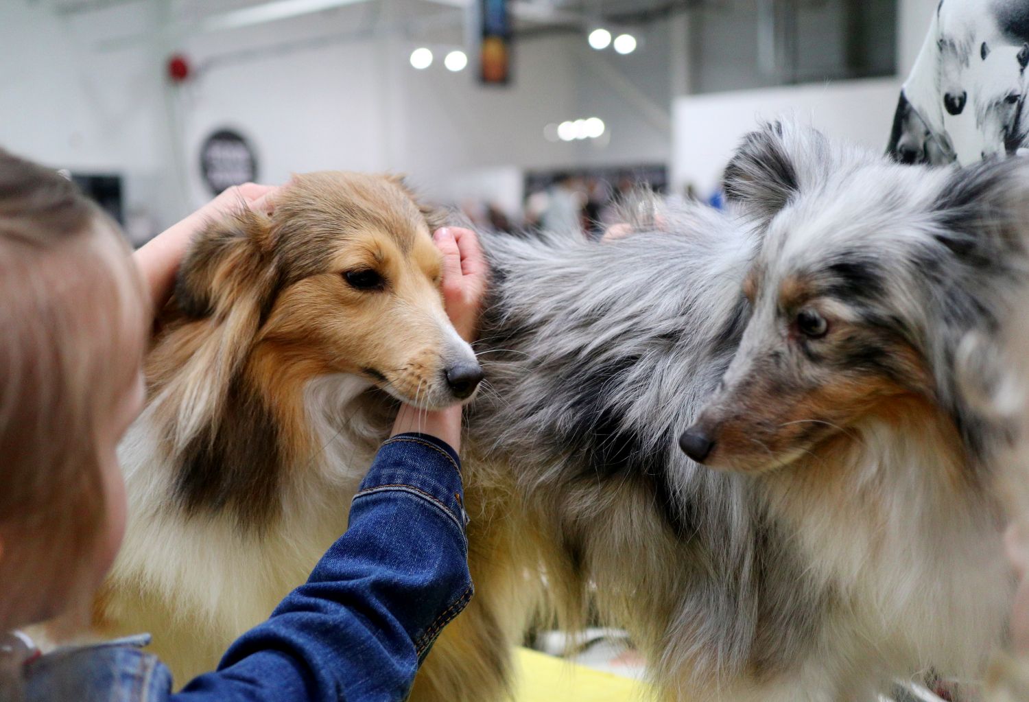 Exposició Internacional Canina de Reus
